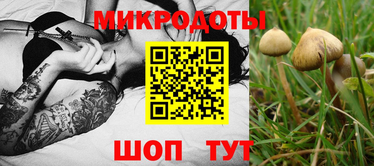 Псилоцибиновые грибы Cubensis Магнитогорск